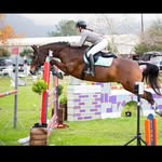 Ashleigh Patrick | Equestrian - @ashleighp.equestrian - Instagram