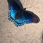 Ashley Pearson - Facebook