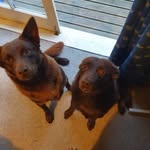 Ashleigh Rees - @kelpies_storm_and_kodah - Instagram