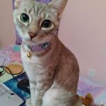 Ashley Alejandro - @evilashley359 - Instagram