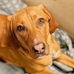 Ashley Altieri - @_hounddogelvis - Instagram