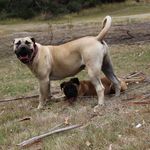 Ashley Arnott - @samurai_boerboels - Instagram