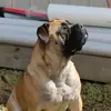 Ashley arnott - @samuraiboerboels - TikTok