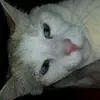 Ashley Chilton  - @unicornlover5657 - TikTok