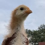 @ashleycluckk - Instagram