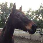 Ashley Copp - @matureunicorn - Instagram