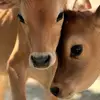 Ashley Dalrymple - @ashley.dalrymple4 - TikTok