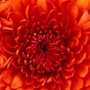 Ashley DeVries - @ashley.devries70 - TikTok