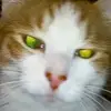 ashley_forman - @hi.bruhbruh - TikTok