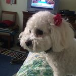 Howard P. Forman - @_ashley_forman_ - Instagram