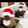 Ashley & Garfield - @ashley_garfield - TikTok