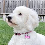 Ashley | Gentry Doodles | Goldendoodle Breeder - @gentrydoodles - Instagram