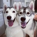 Ashley&Glen - @ashley.glen.huskyyy - Instagram