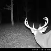 Bones - @ashleyboneshalter - TikTok