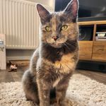 Ashley Hamblett - @phoebe_thedilutetortie_cat - Instagram