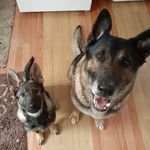 Ashley Hammill - @ark.sugar.gsds - Instagram