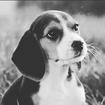 Ashley Hash - @cleveranimal101 - Instagram