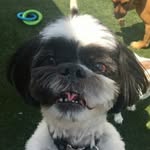 Ashley Hash - @woof_woof_woof_469 - Instagram