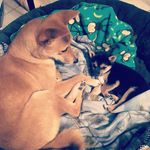 Ashley Haslam - @luluandzoe_shibainus - Instagram