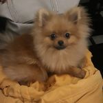 Ashley Hašlerka Piškot Ullmann - @ashleyhaslerkapiskot - Instagram