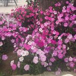 Ashley Hazlehurst - @hzlhrst13 - Instagram