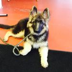 Ashley Hills Pet Center - @ashley_hills_pet_center_us - Instagram