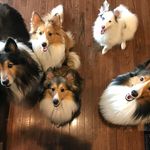 Ashley Honaker - @mother__of__shelties - Instagram