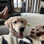 Ashley Huff - @aannehuff - Instagram