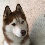 Ashley - @ashley_husky_ - Instagram