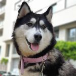 🐺Ashley🐺 - @ashley_husky_malamute - Instagram