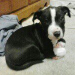 Ashley Husk - @maximus_decimus_oridious - Instagram