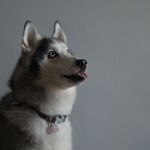 Ashley The Husky - @ashleythehusky - Instagram