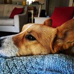 Ashley Dusanic Huskey - @a_huskey_with_the_corgi - Instagram