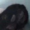 ashleydoko - @ashleydoko - TikTok