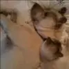 ashleykoetter2 - @ashleykoetter2 - TikTok
