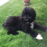Ashley Malley - @thefirstpuppy - Instagram