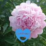 Ashley Marchant - @marchant8964 - Instagram