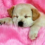 Ashley Marth - @puppylover8042 - Instagram