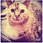 Ashley Martz Aka Fat Cat - @ashley_martz99 - Instagram