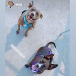 Ashley Maruyama - @sage.and.juniperr - Instagram