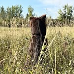 Ashley Maultsby - @oldsheepdog7 - Instagram