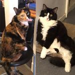 Cat Vee - @ashleyandmavis - Instagram