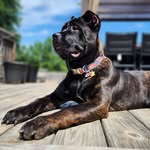 Americana's A Rebel Among Us " Maze" - @ashley_maze_thecanecorso - Instagram