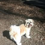 snoopylove - @ashleymazen - Instagram