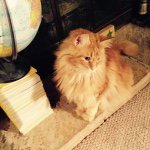 Ashley McCash - @mainecoon1710 - Instagram