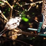 Ashley Morrell - @wildlifewhims_ - Instagram