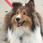 Ashley Morrell - @mypetsandfamily112 - Instagram