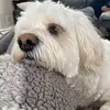 Ashley Norris - @viewer024 - TikTok