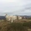 ashleyoldroyd - @ashleyoldroyd - TikTok