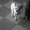 Ashley Olmos - @ashley200777 - TikTok